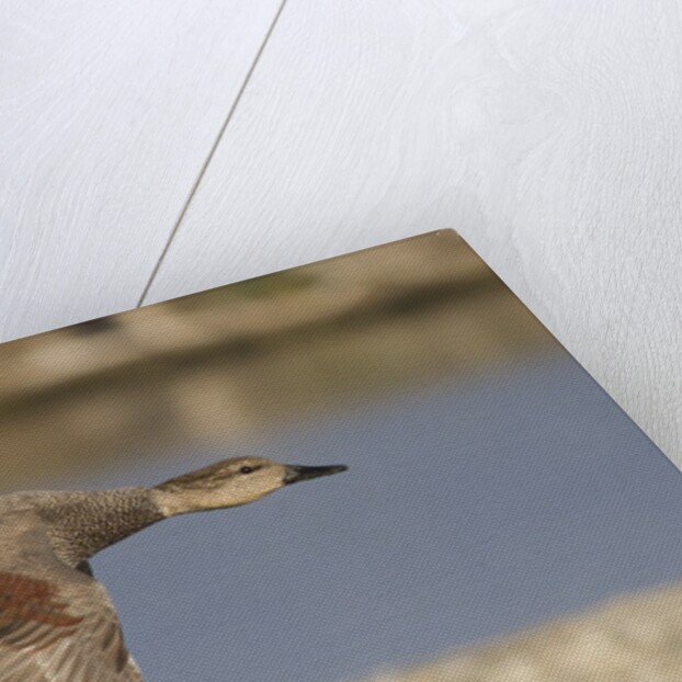 Gadwall drake in flight by Anonymous