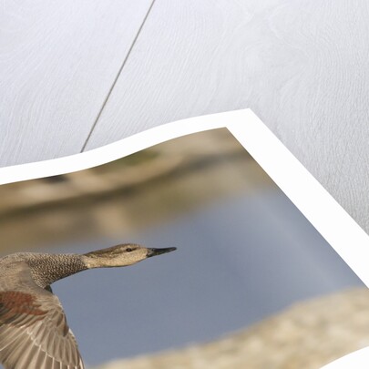 Gadwall drake in flight by Anonymous
