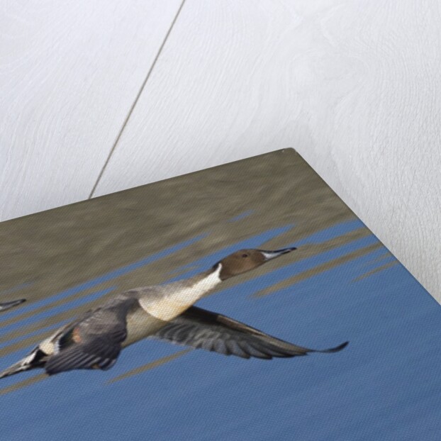 Pair of Northern Pintails in flight by Anonymous