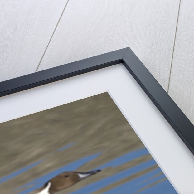 Pair of Northern Pintails in flight by Anonymous