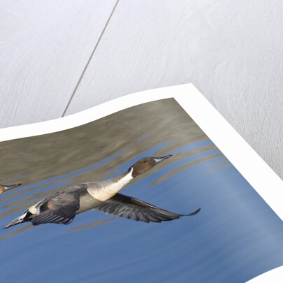 Pair of Northern Pintails in flight by Anonymous