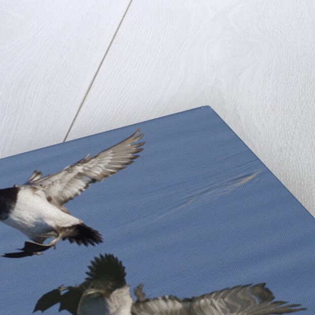 Lesser Scaup drakes landing by Anonymous
