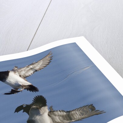 Lesser Scaup drakes landing by Anonymous