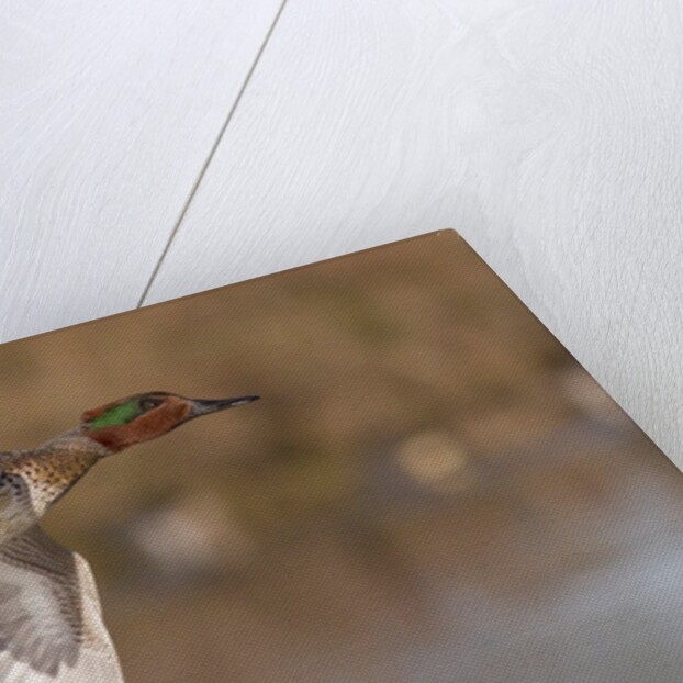 Green-Winged Teal drake in flight by Anonymous