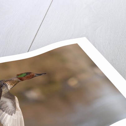 Green-Winged Teal drake in flight by Anonymous