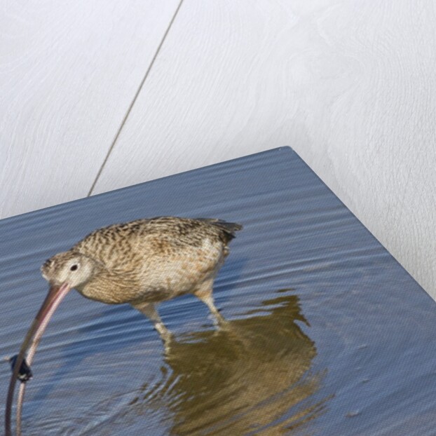 Long-Billed Curlew with clam in it's bill by Anonymous