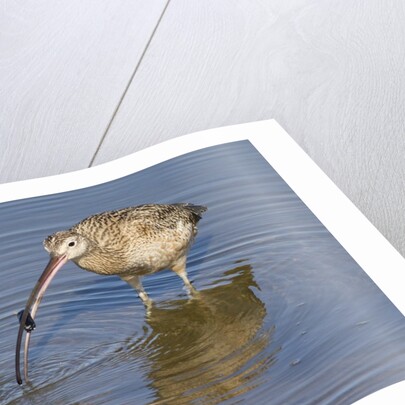 Long-Billed Curlew with clam in it's bill by Anonymous