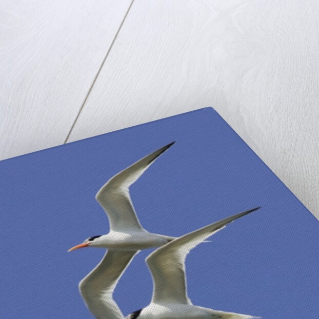 Pair of Elegant Terns in fight by Anonymous