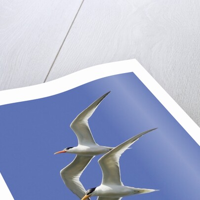 Pair of Elegant Terns in fight by Anonymous