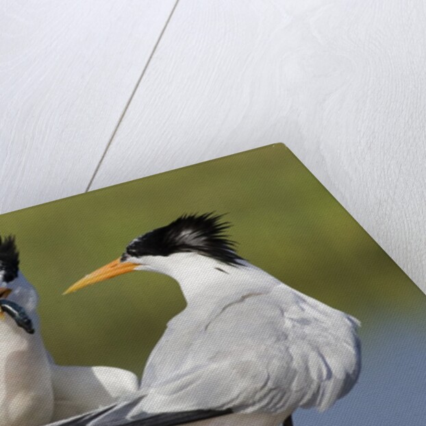 Elegant Tern offers fish to potential mate by Anonymous