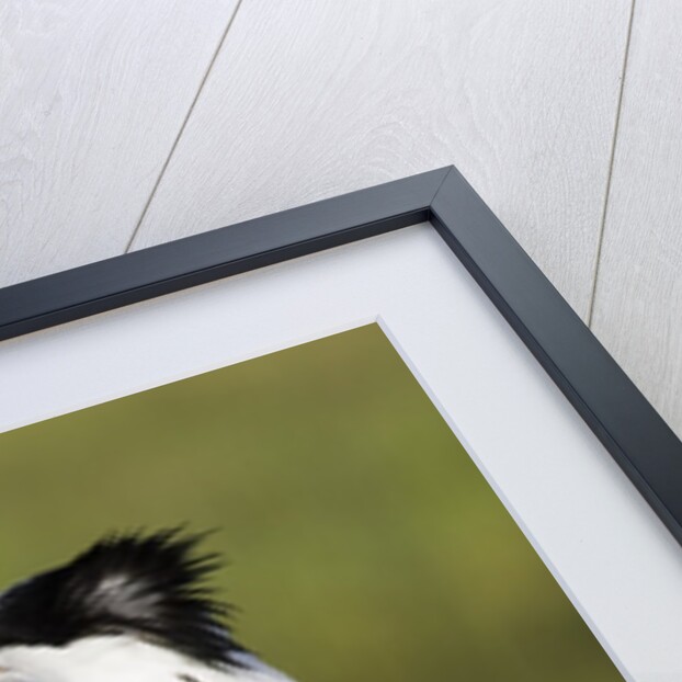 Elegant Tern offers fish to potential mate by Anonymous