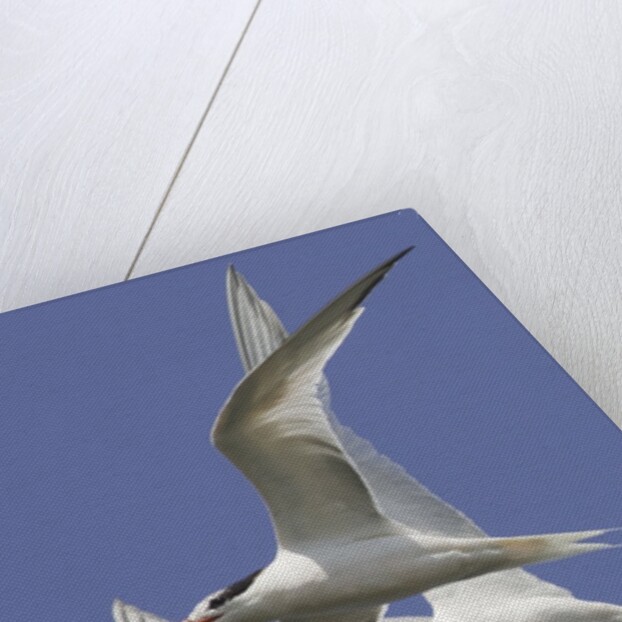 Elegnat Terns in flight with fish in their bills by Anonymous