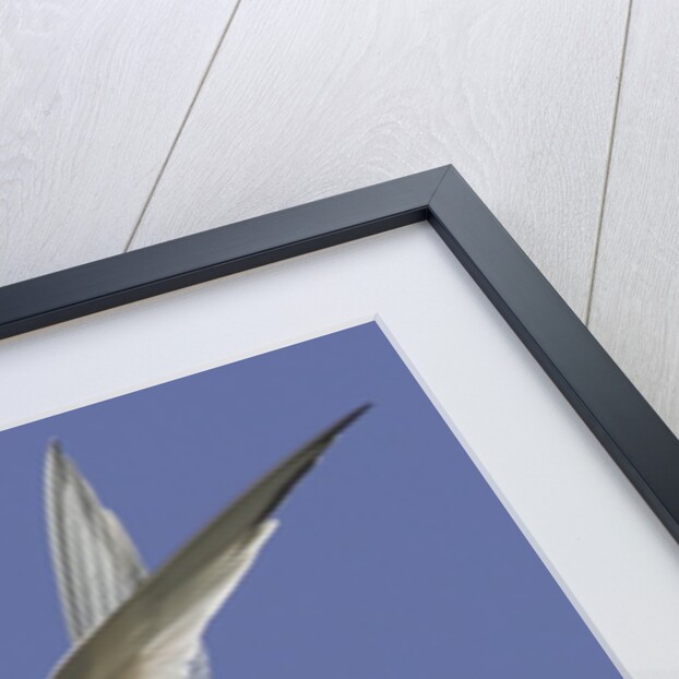 Elegnat Terns in flight with fish in their bills by Anonymous