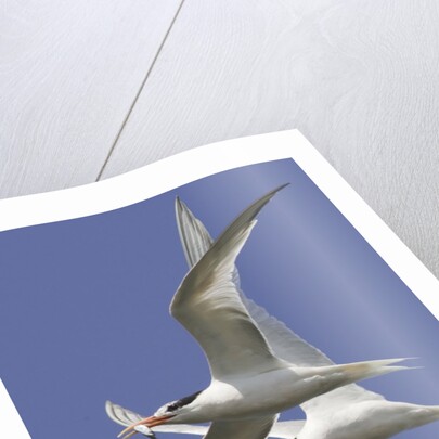 Elegnat Terns in flight with fish in their bills by Anonymous