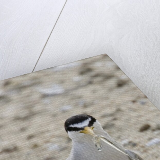 California Least Tern with fish in it's bill by Anonymous