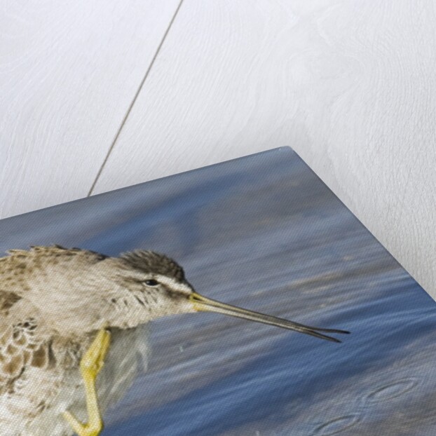 Short-Billed Dowitcher grooming by Anonymous