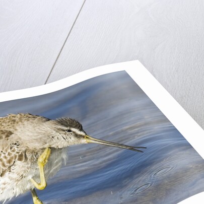 Short-Billed Dowitcher grooming by Anonymous