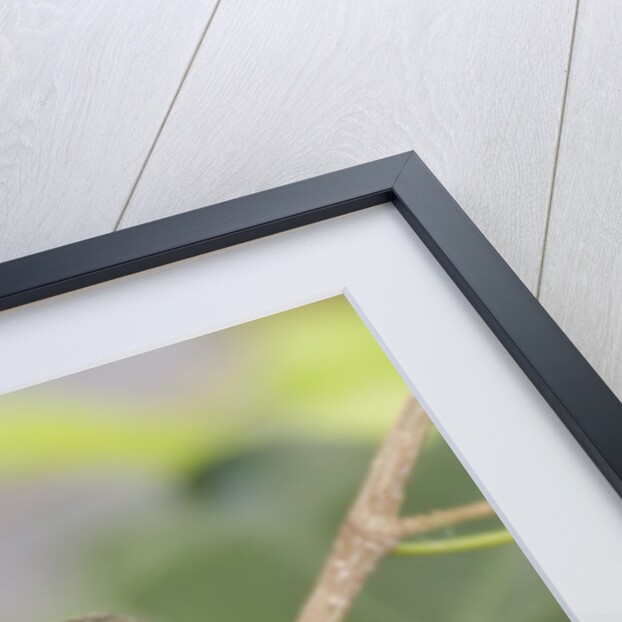 Anna's Hummingbird feeds chicks in it's nest by Anonymous