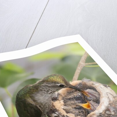 Anna's Hummingbird feeds chicks in it's nest by Anonymous