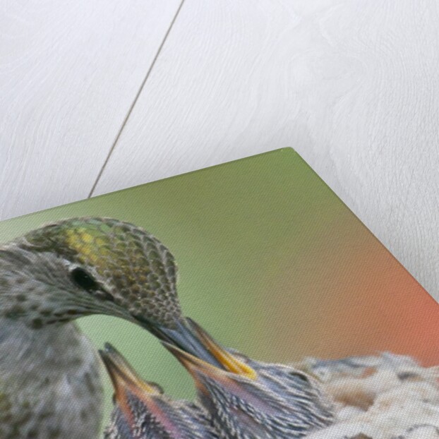 Anna's Hummingbird feeds her chcks in the nest by Anonymous