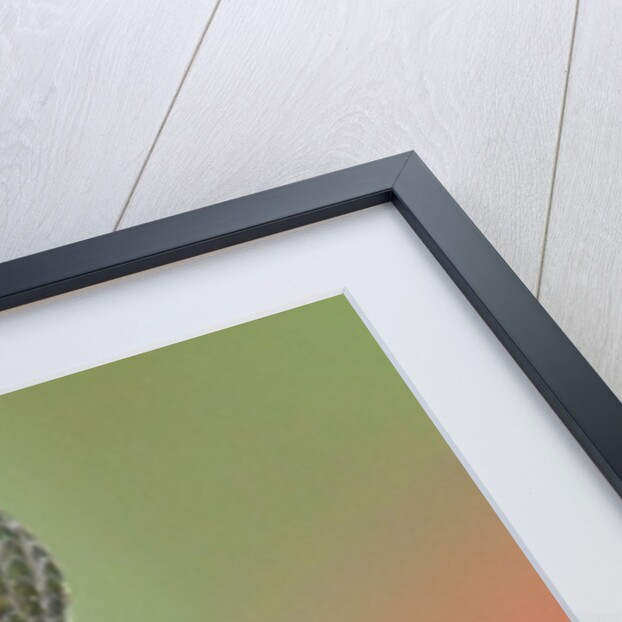 Anna's Hummingbird feeds her chcks in the nest by Anonymous