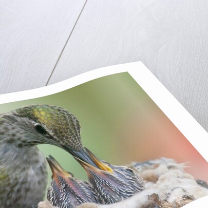Anna's Hummingbird feeds her chcks in the nest by Anonymous