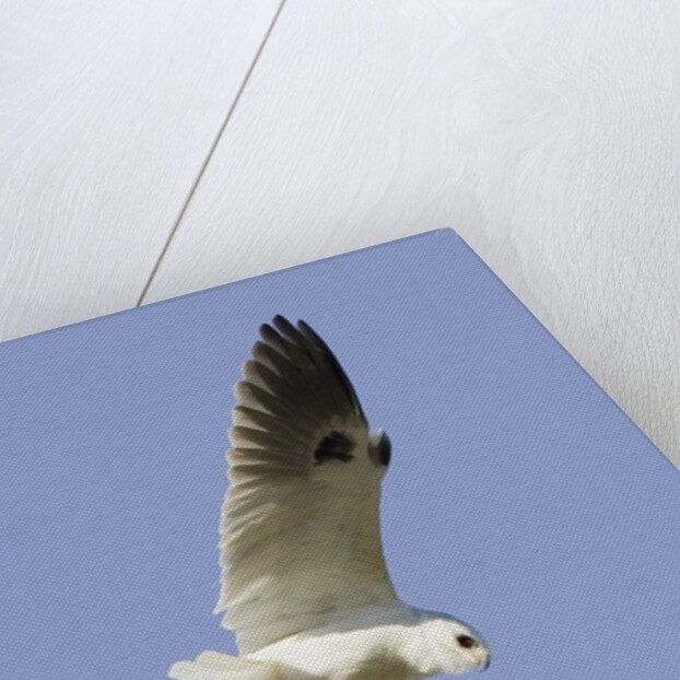 White-Tailed Kite hunting by Anonymous