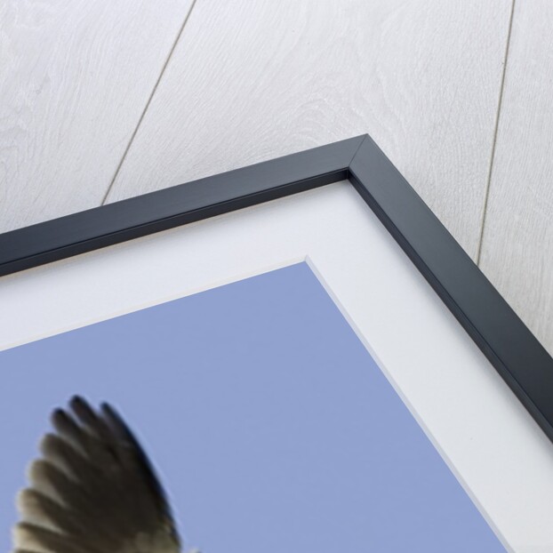 White-Tailed Kite hunting by Anonymous