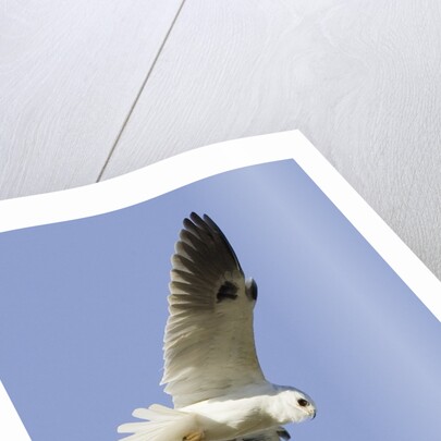 White-Tailed Kite hunting by Anonymous