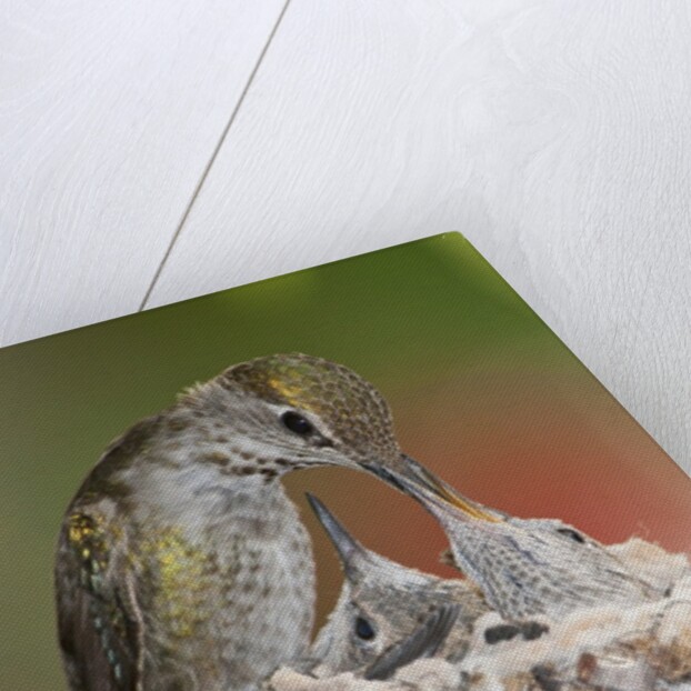 Anna's Hummingbird feeds chicks in it's nest by Anonymous