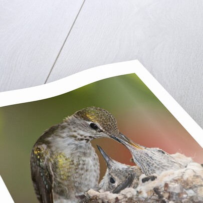 Anna's Hummingbird feeds chicks in it's nest by Anonymous