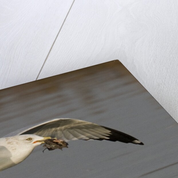 Ring-Billed Gull flys with a bat in it's bill by Anonymous