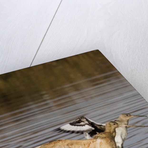Marbled Godwit and Willet landing by Anonymous