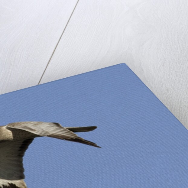 Male Northern Harrier in flight by Anonymous