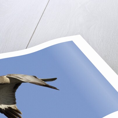 Male Northern Harrier in flight by Anonymous