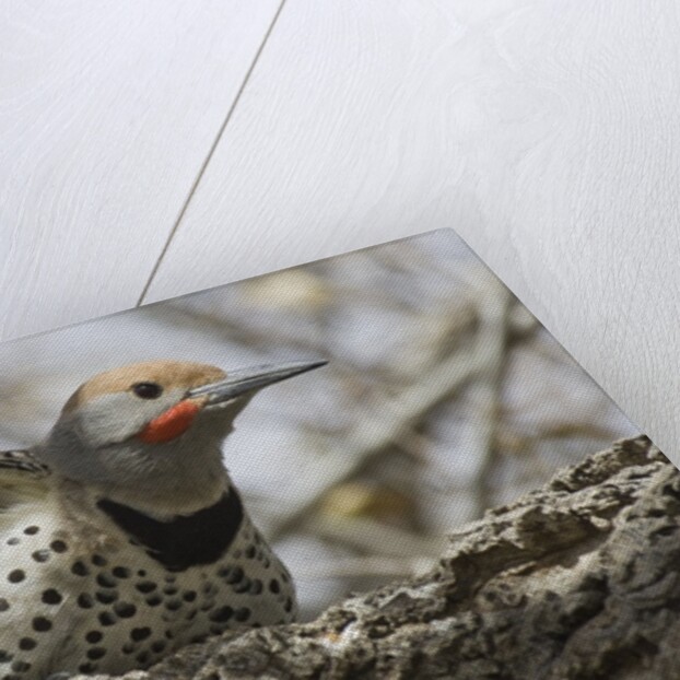 Gilded flicker by Anonymous