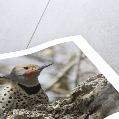 Gilded flicker by Anonymous