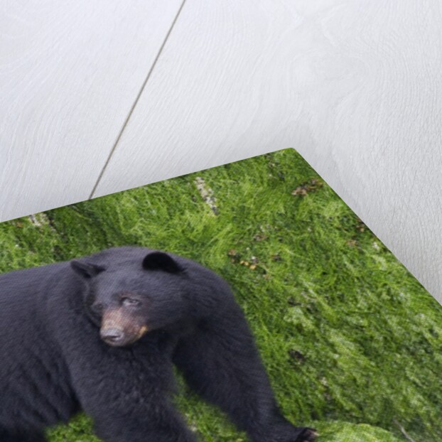 Black Bear at the ocean to eat clams by Anonymous