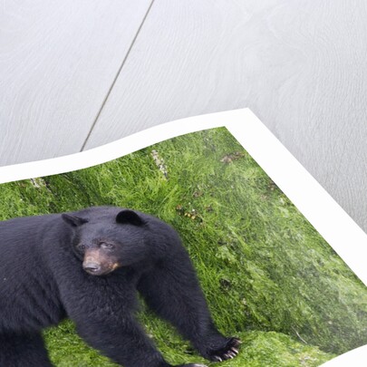 Black Bear at the ocean to eat clams by Anonymous