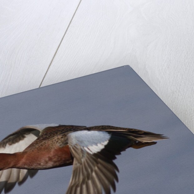 Cinnamon Teal drake in flight by Anonymous