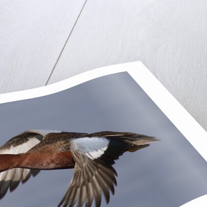 Cinnamon Teal drake in flight by Anonymous