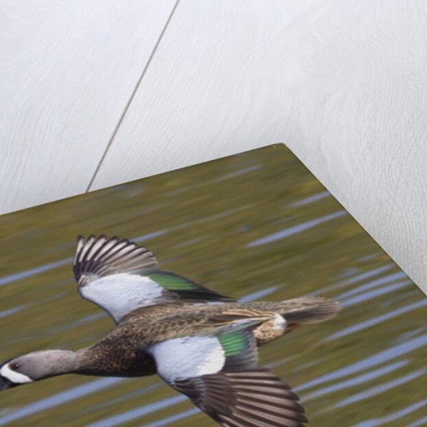 Blue-Winged Teal drake flys by Anonymous