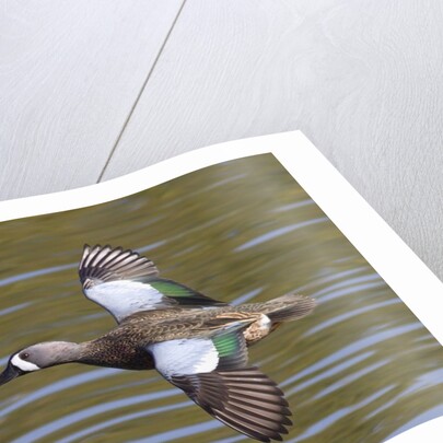 Blue-Winged Teal drake flys by Anonymous