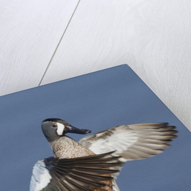 Blue-Winged Teal drake flapping it's wings by Anonymous