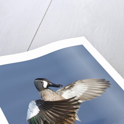Blue-Winged Teal drake flapping it's wings by Anonymous