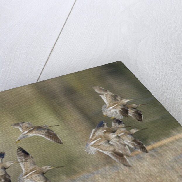 Flock of Short-Billed Dowitchers in flight by Anonymous