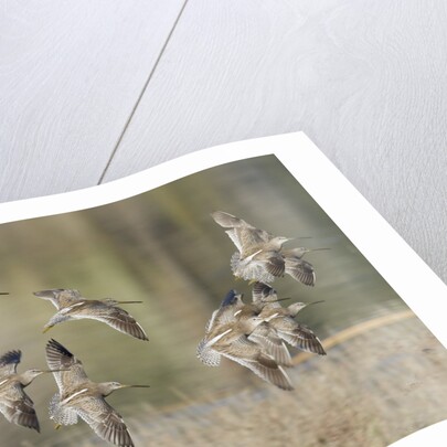 Flock of Short-Billed Dowitchers in flight by Anonymous
