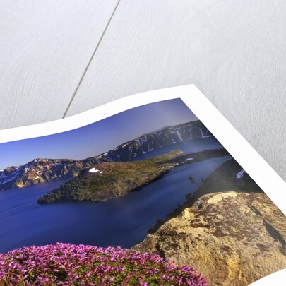 Penstemon blooms on cliff overlooking Wizard Island by Anonymous