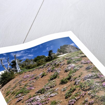 Phlox wildflowers by Anonymous