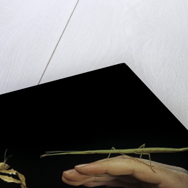 giant prickly or indian stick insect by Anonymous